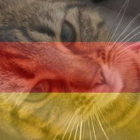 Stubentiger ❤️🐈‍⬛🐈‍⬛🐈❤️🇩🇪💙🐀