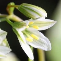 moto＠RP（風景・植栽の花）㊟リポストへ直接いいねは×