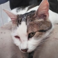 にゃんたろ～🐱🐴🚤🍺