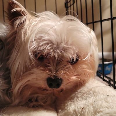 Dr Doug iLieaboutglobalwarming