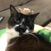 Sad Bops - Viu o Taemin