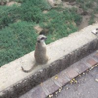 모모Momo🇲🇫🇰🇷🇹🇷