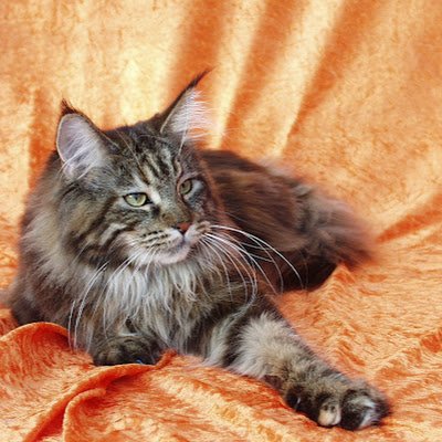 Kateřina Marešková CLONE