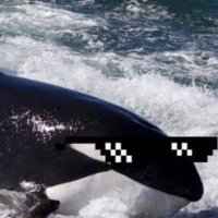 Killer Orca