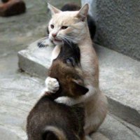 いつか高野山の一輪の花となろう