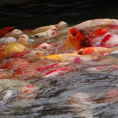 野球のこどおじ(鯉)