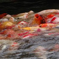 野球のこどおじ(鯉)