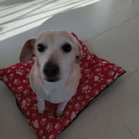 AllegraPata🇦🇷🇪🇦🇮🇹🙏🩵🐱🐶