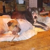 🧟‍♀️🇺🇸 🇺🇦💙🦋finalgirl67💙🦋🌈🐾