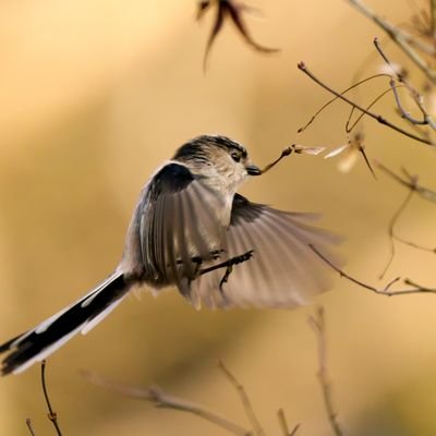 えながーε( 'ㅂ')3