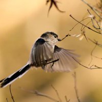 えながーε( 'ㅂ')3