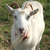 Mecker Linchen 💙💚💛❤️🎷🎸🦂🦂