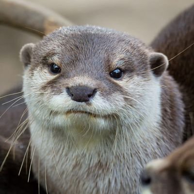 カワウソ 🦦 セバスティアン