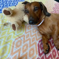 Ylocam Uma romantica da belle epoque