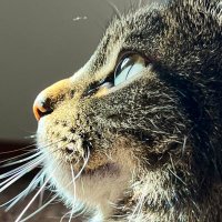 𝕄eow 𝕄i𝕏 𝕄ogul