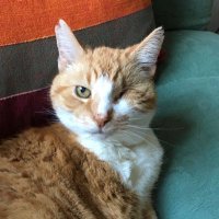 Tango Mango 🌈OTRB Now watching Polly from above