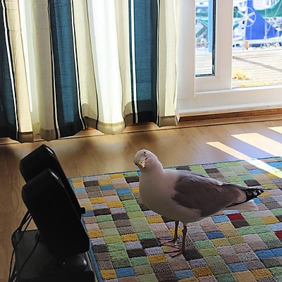 𝓒𝓪𝓻𝓸𝓵𝓲𝓷𝓮📚📷 🤘✒️📩🇹🇷🇪🇺🐦