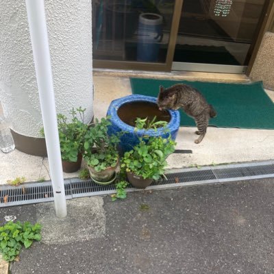 ほろほろ