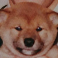 いっちゃん🐶🤍🙂