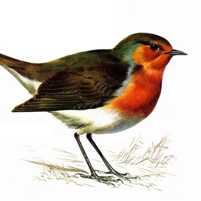 pettirosso da combattimento