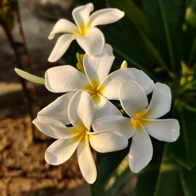 Tshering Yodin Sherpa