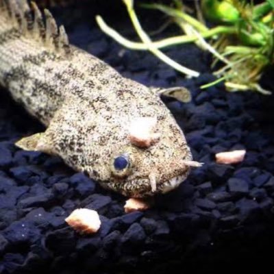 アルちゃん🍷🦊🗡🪭🚓🩺🌸🐋🧷