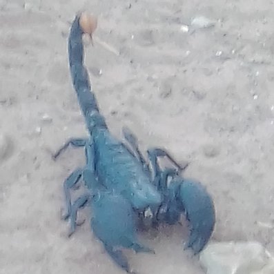 Les Florilèges macronistes