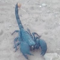 Les Florilèges macronistes