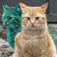 万力だった物𓃠😺