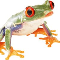 Jobfrog