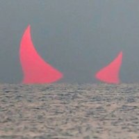 Bull Doger🦬🇺🇲🪖🛫