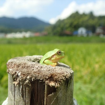 don_tenどんな天気だよ？