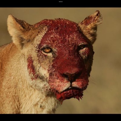 Strawberries ⚡️⚡️