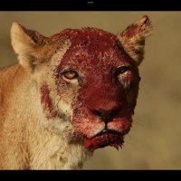 Strawberries ⚡️⚡️