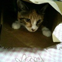 やまこう（㊗️🐧開幕2れんほ✨）