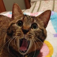 ザク改好きのゼロだにゃ！！【VEL】