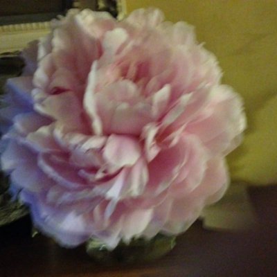 StarstoMoon @PeonyRose