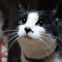 汰狗御【取引,譲渡垢】