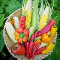 #ASF🇮🇳 AGRO SERVICE FOUNDATION