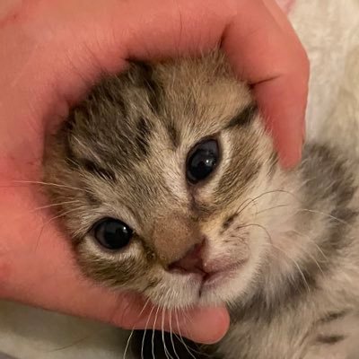 Friends of Bear Cat Rescue