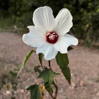 E.R. LeVar *is sometimes still here*