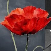 پروانه ذبیحیان