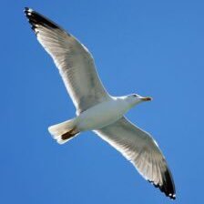 Nederlander 🇳🇱