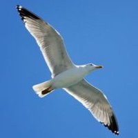 Nederlander 🇳🇱