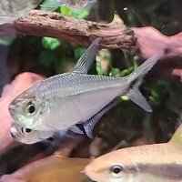 ポンズとボンズ＠楽天ROOM Amazonアソシエイト