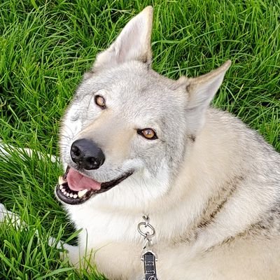 Kannichnich💙🇩🇪