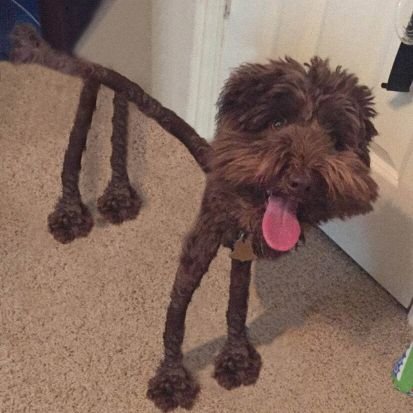 mglisty mnich 🇵🇱