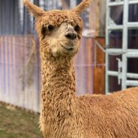 agent Pávek, otázky které jsou zakázané