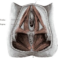 عبد الله بن أبي ابن سلول