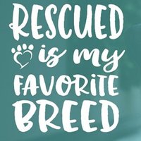 Rescue dogs for rehoming
